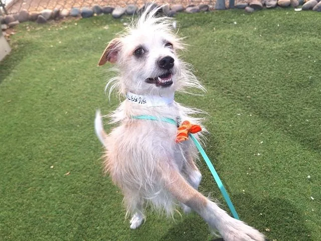 An adult small-sized male Cairn Terrier dog named Zipp for adoption in Phoenix, AZ