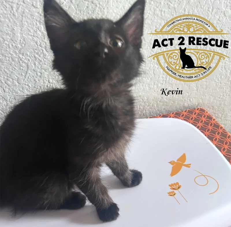 A young medium-sized male Black Domestic Short Hair cat named Kevin for adoption in Riverside, CA