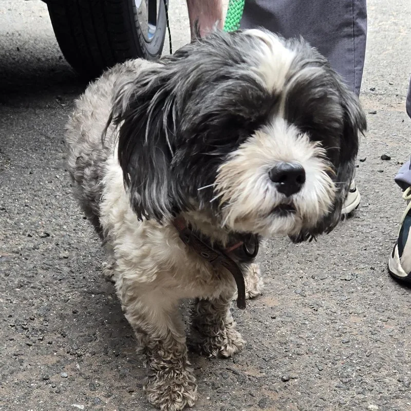 A baby small-sized female Black Shih Tzu dog named Melanie for adoption in Newark, NJ