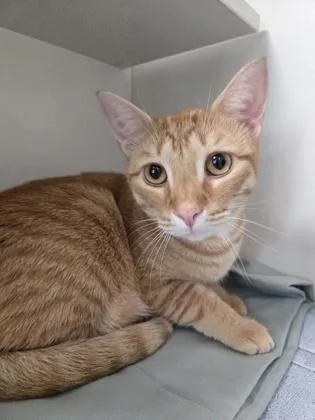 A baby medium-sized male Domestic Short Hair cat named Geo for adoption in Savannah, GA
