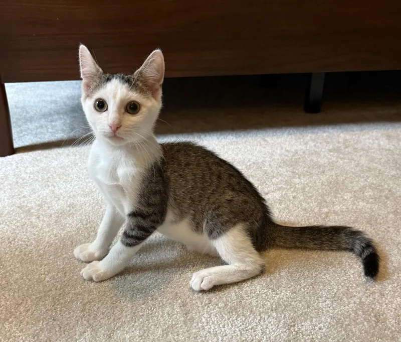A baby small-sized male Domestic Short Hair cat named Forklift for adoption in Richmond, VA