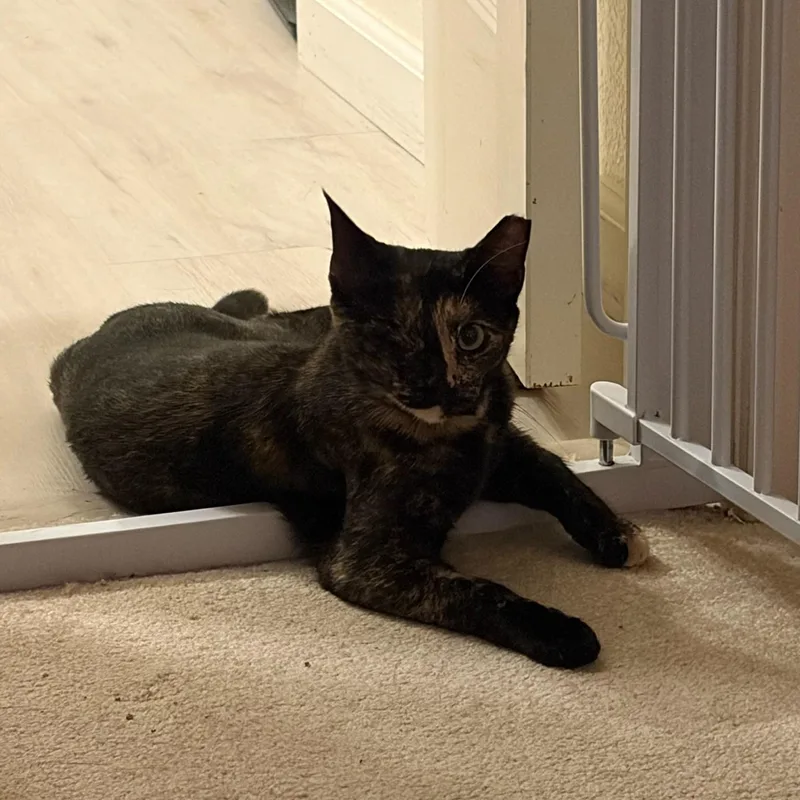 Evie
