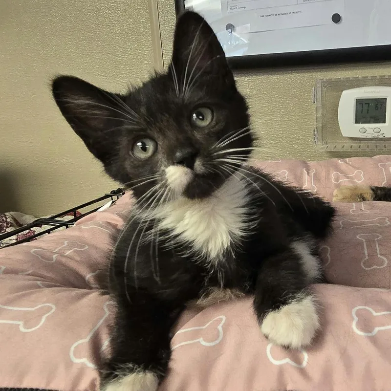 A baby small-sized male Black Domestic Short Hair cat named Chase for adoption in Pennsville, NJ