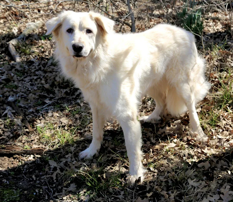An adult large-sized female White / Cream Great Pyrenees dog named Madison for adoption in Spring, TX
