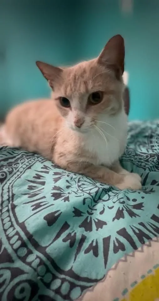 Lemon Drop thumbnail 2