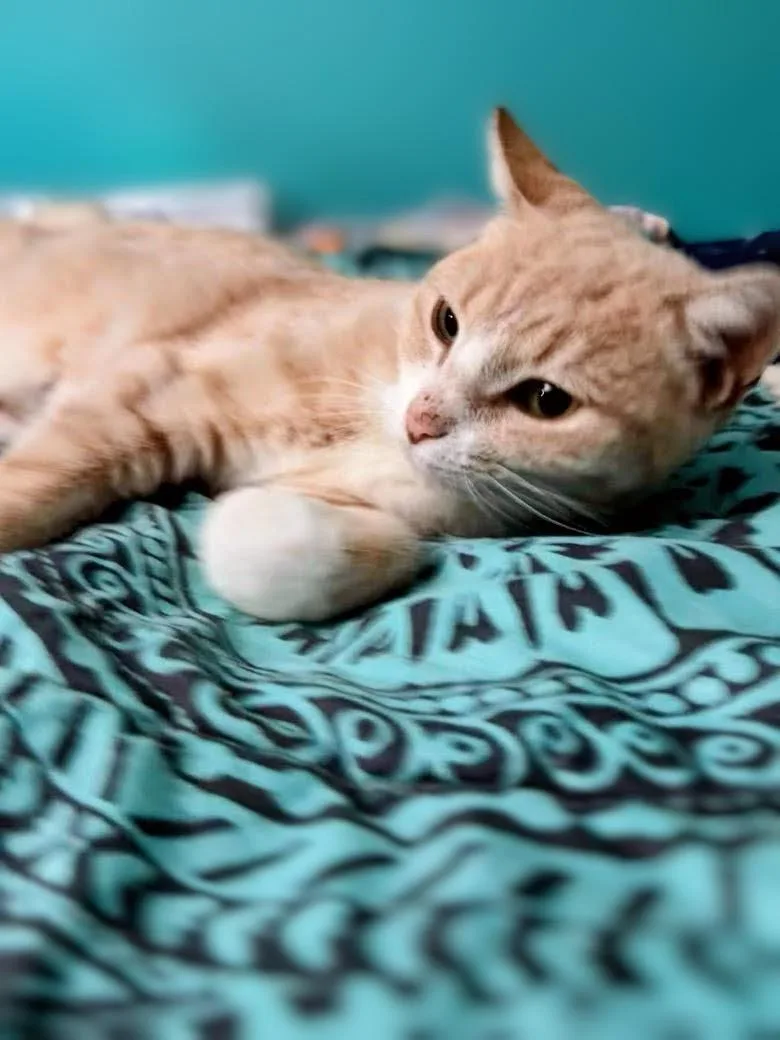 Lemon Drop thumbnail 3