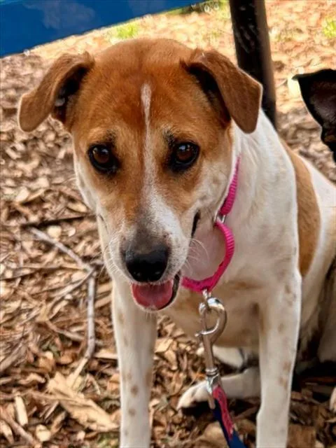 A young medium-sized female Parson Russell Terrier dog named Winnie for adoption in Leesburg, VA