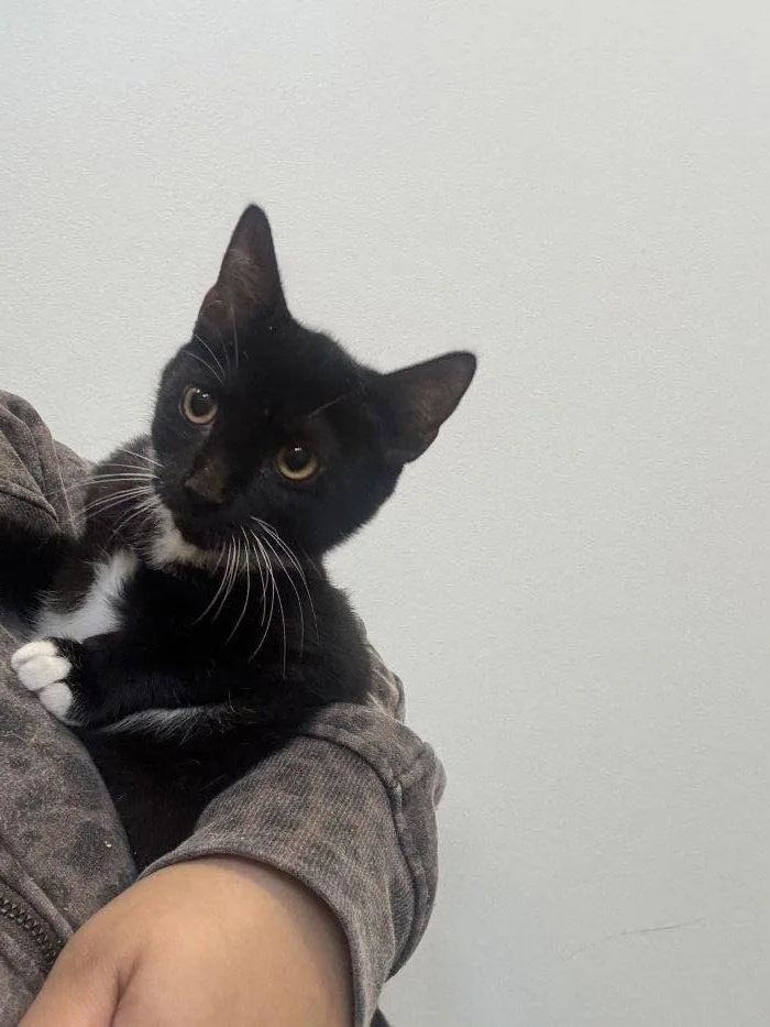 A young small-sized female Black & White / Tuxedo Domestic Short Hair cat named Darla for adoption in Hilton Head Island, SC