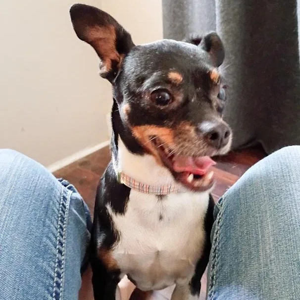 An adult small-sized female Chihuahua dog named Roxy for adoption in Toledo, OH