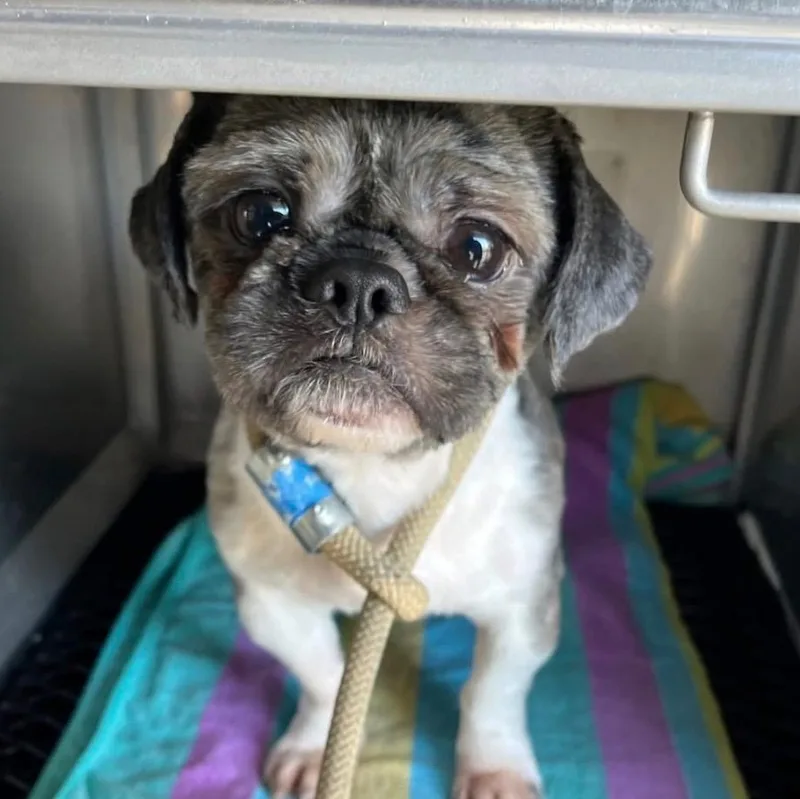 A young small-sized male Bicolor Shih Tzu dog named Martin for adoption in Columbia, MD