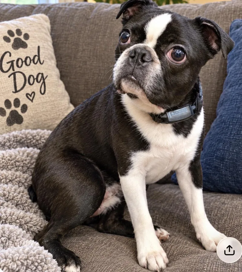 An adult small-sized male Boston Terrier dog named Jack son for adoption in Memphis, TN