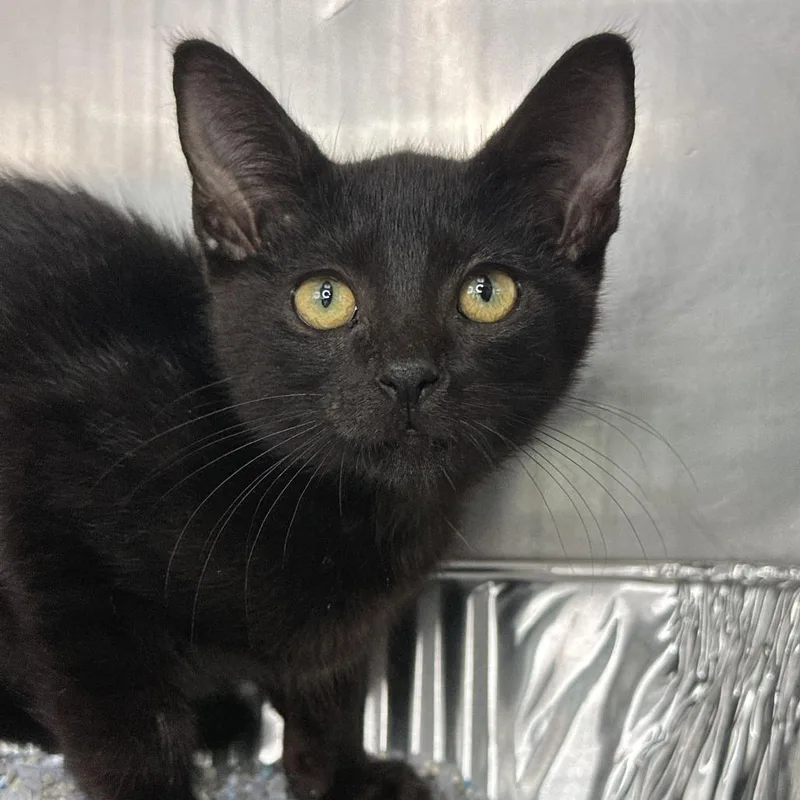 A baby small-sized male Black Domestic Short Hair cat named Sleek Zeke for adoption in Matteson, IL