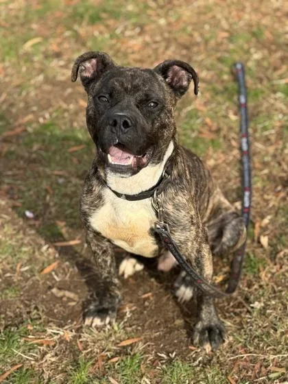 An adult medium-sized male Mixed Breed dog named Titche for adoption in West Chester, PA