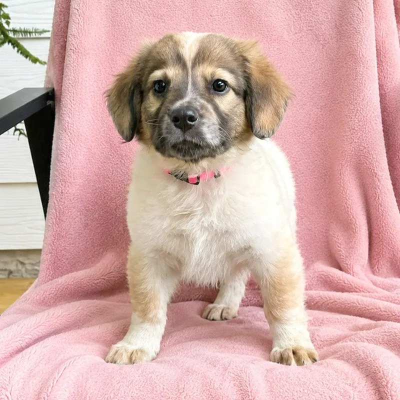 A baby small-sized female White / Cream Australian Shepherd dog named Edith for adoption in Boerne, TX