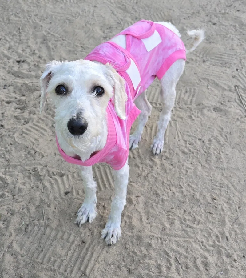 A young small-sized female White / Cream Poodle dog named Lucy Love for adoption in Selma, CA
