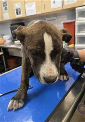 A baby large-sized male Pit Bull Terrier dog named Goobie for adoption in Phoenix, AZ