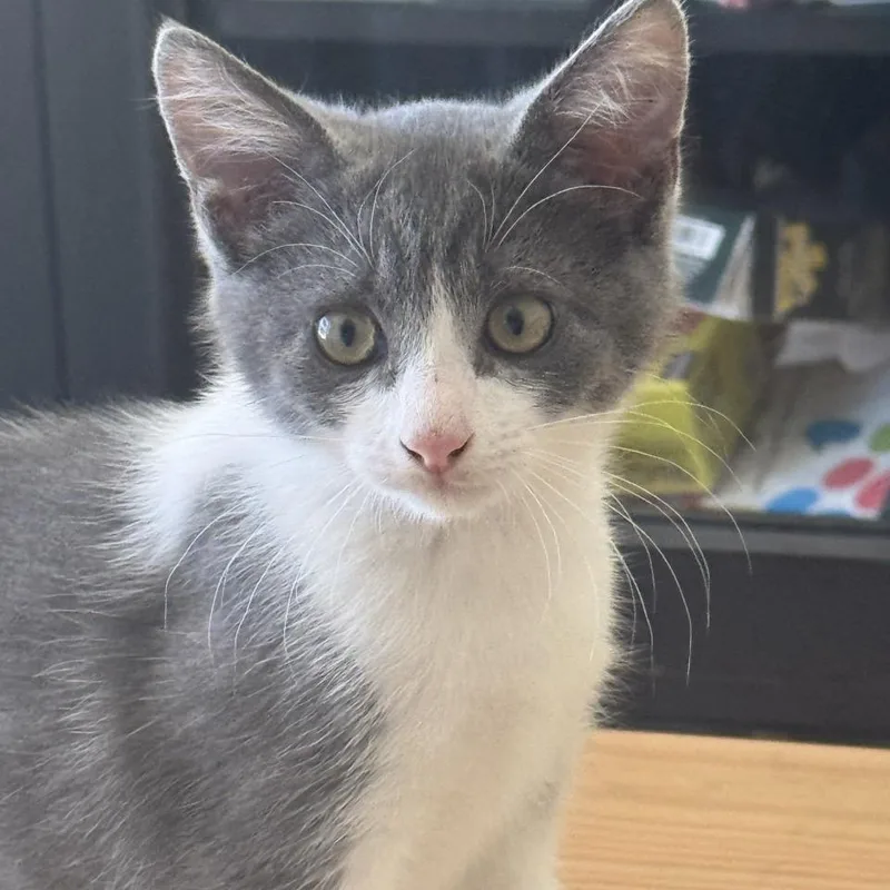 A baby medium-sized male Gray / Blue / Silver Domestic Short Hair cat named Trek for adoption in Westminster, CA
