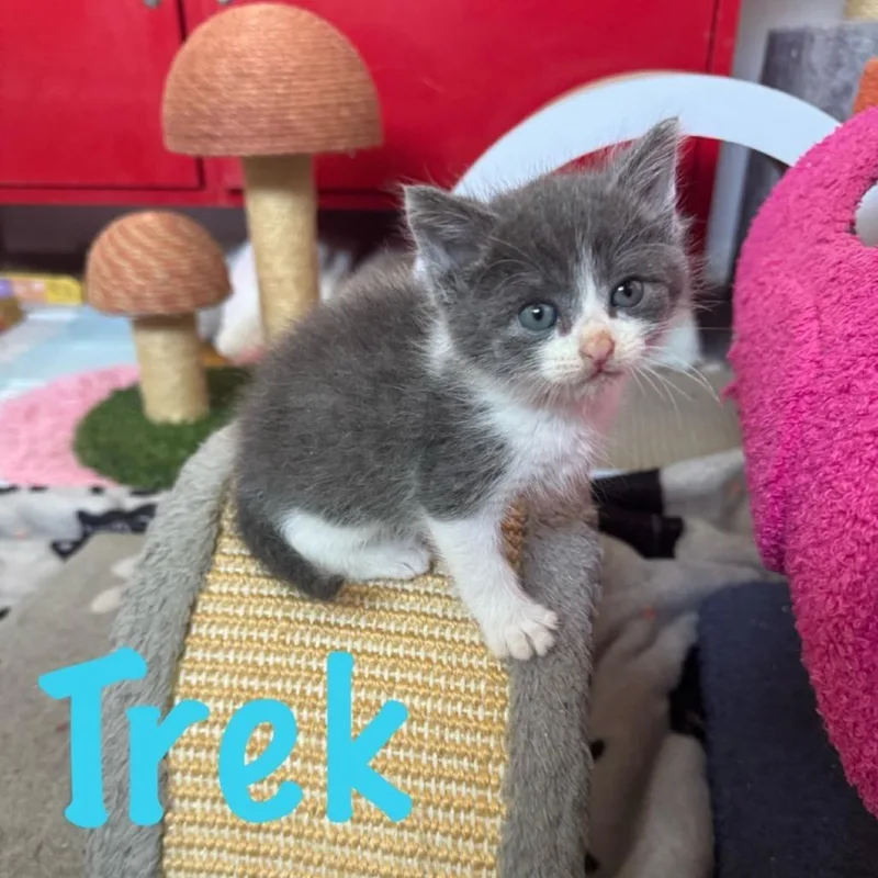 Trek thumbnail 2