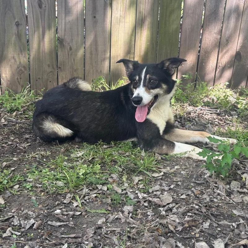 A young medium-sized male Black Australian Cattle Dog / Blue Heeler dog named Thomas Jefferson D for adoption in Corsicana, TX