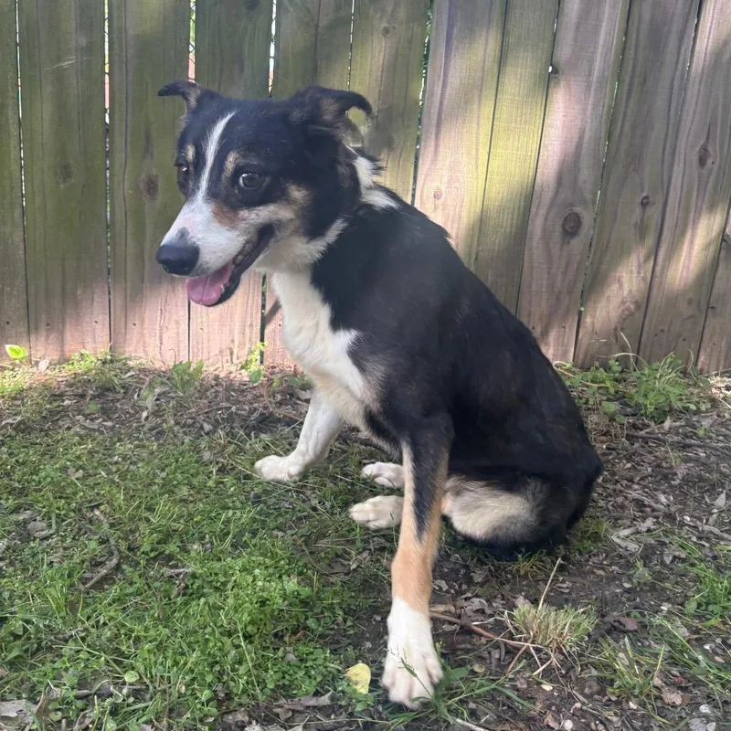 Thomas Jefferson D thumbnail 2