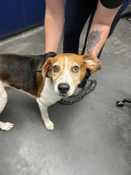 An adult medium-sized male Hound dog named B Edge for adoption in North Charleston, SC