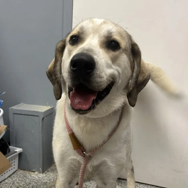 A young large-sized male White / Cream Great Pyrenees dog named Hunter for adoption in Birmingham, AL