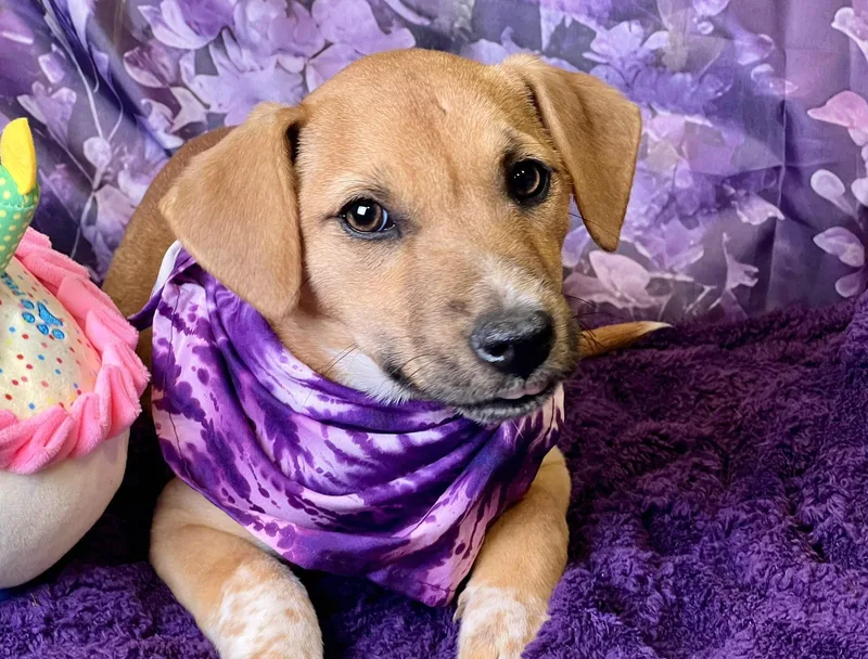 A baby small-sized female Yellow / Tan / Blond / Fawn Terrier dog named Princess Peach for adoption in Boerne, TX