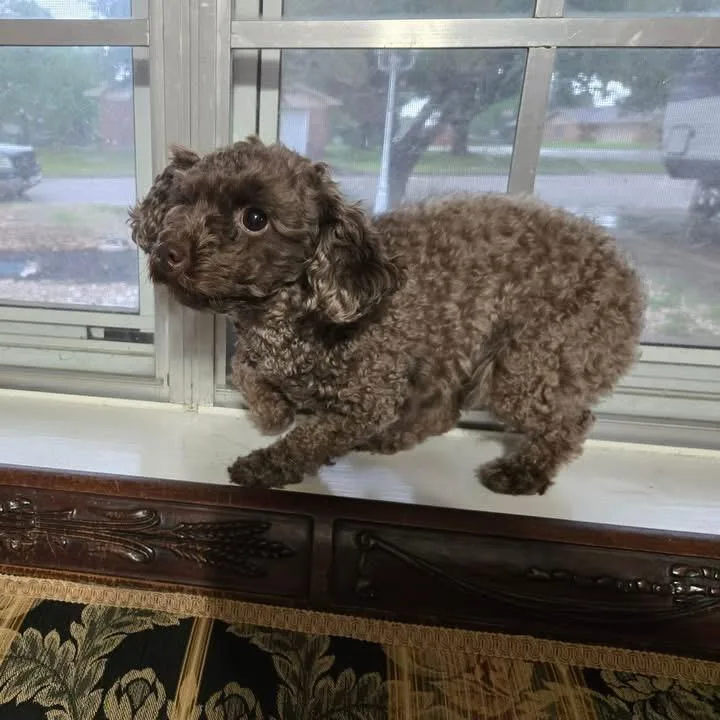 An adult small-sized female Brown / Chocolate Poodle (Toy) dog named Sophie Claire for adoption in Houston, TX