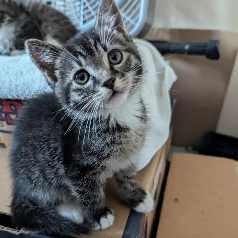 Juno