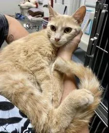 An adult medium-sized female Domestic Short Hair cat named Skittles for adoption in Herndon, VA