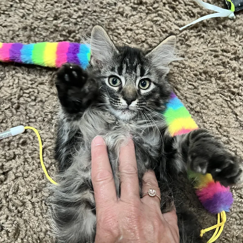 A baby medium-sized male Tabby (Gray / Blue / Silver) Domestic Short Hair cat named Billy Bobby for adoption in Wheat Ridge, CO