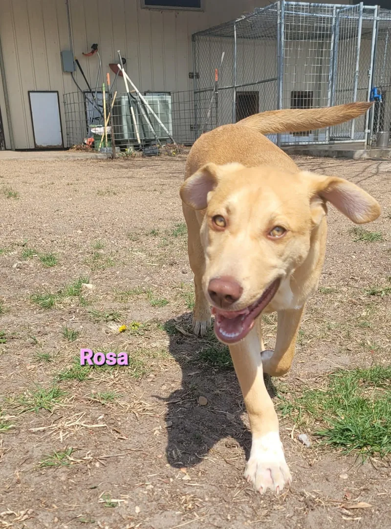 A baby medium-sized female Siberian Husky dog named Rosa for adoption in ONeill, NE