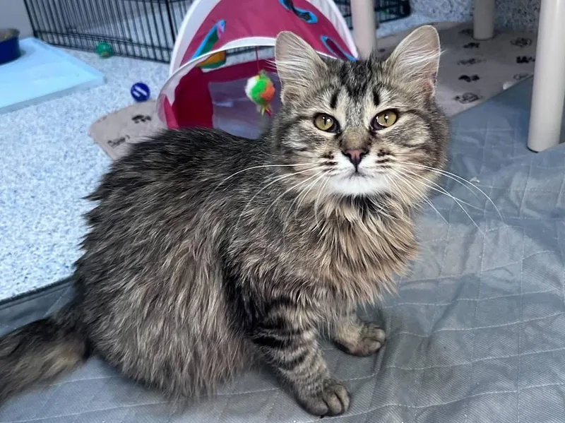 An adult medium-sized female Domestic Medium Hair cat named Eufloria for adoption in Colorado Springs, CO