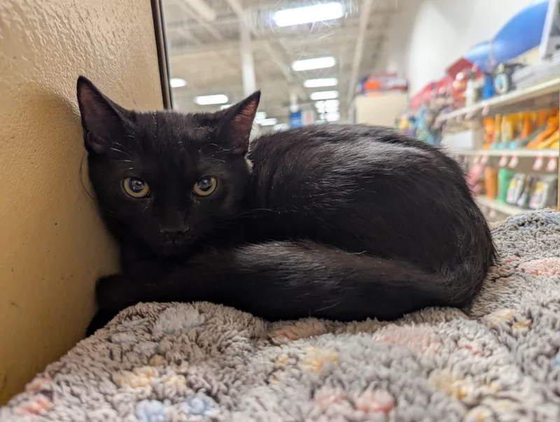 A young small-sized female Domestic Short Hair cat named Peppercorn for adoption in Seven Valleys, PA