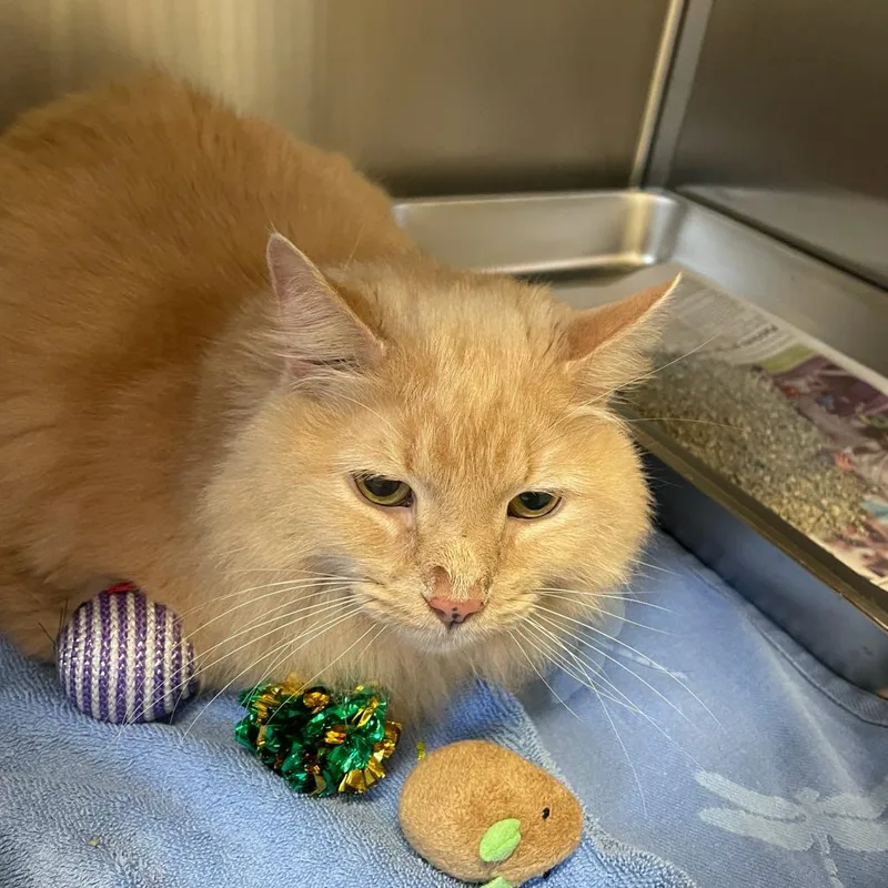 A senior large-sized male Domestic Medium Hair cat named Bizzy for adoption in Scituate, MA
