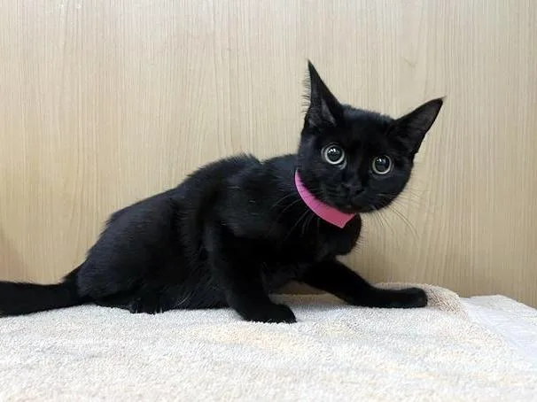 A young medium-sized female Domestic Short Hair cat named Guppy for adoption in Saint Louis, MO