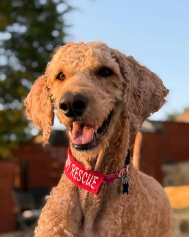 An adult medium-sized male Golden Standard Poodle dog named Beckham for adoption in Garland, TX