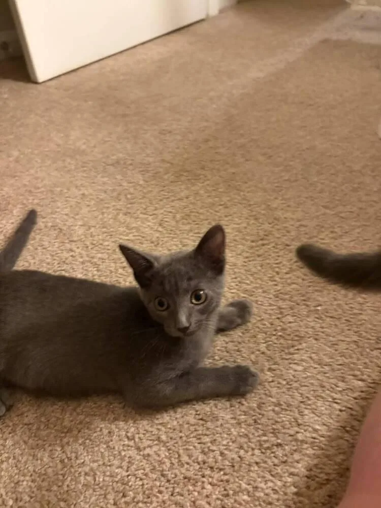 A baby small-sized male Gray / Blue / Silver Domestic Short Hair cat named Bruno for adoption in Skippack, PA