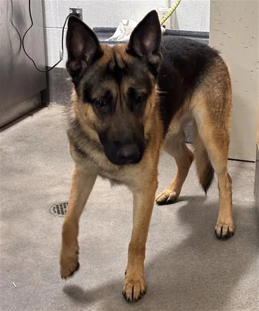 A young large-sized male German Shepherd Dog dog named Taz for adoption in Upper Marlboro, MD