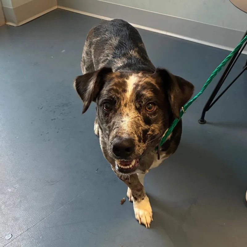 An adult medium-sized male Black Catahoula Leopard Dog dog named ChipAHoy for adoption in Greensboro, NC