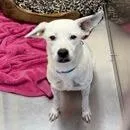 A senior medium-sized female White / Cream Hound dog named Jema for adoption in Knoxville, TN