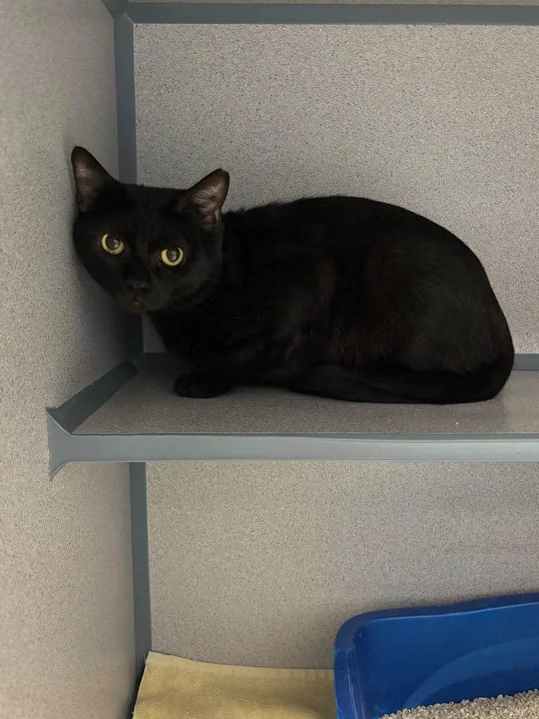 A young large-sized male Domestic Short Hair cat named Neo for adoption in Liverpool, NY