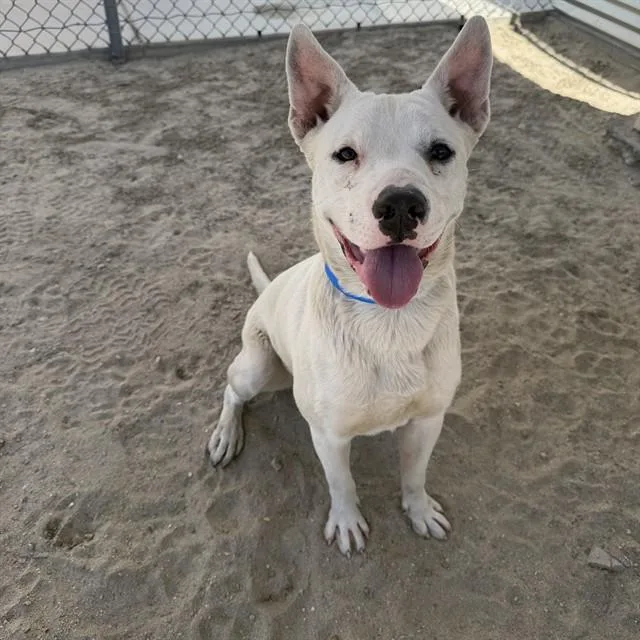 A young medium-sized male Pit Bull Terrier dog named Larry for adoption in Thousand Palms, CA
