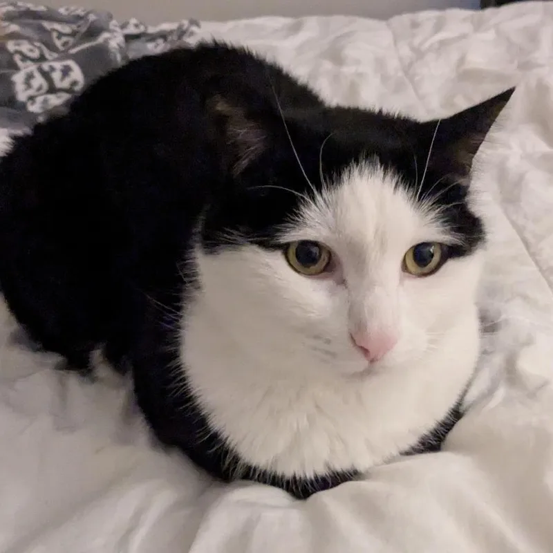 An adult large-sized male Black Domestic Short Hair cat named Watson for adoption in Winston Salem, NC