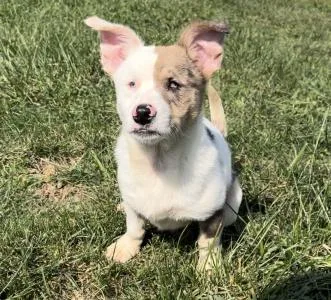 A young medium-sized male Chihuahua dog named Rufus for adoption in Sistersville, WV