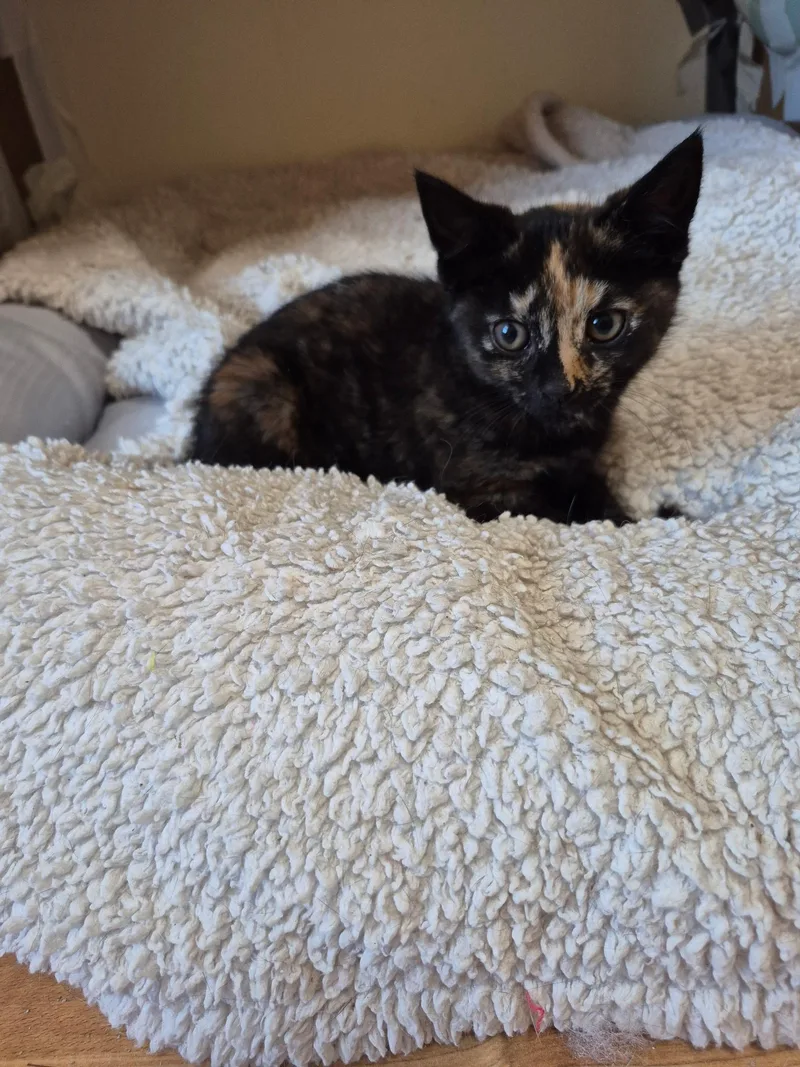 A young medium-sized female Tortoiseshell Domestic Short Hair cat named Annie for adoption in Philadelphia, PA