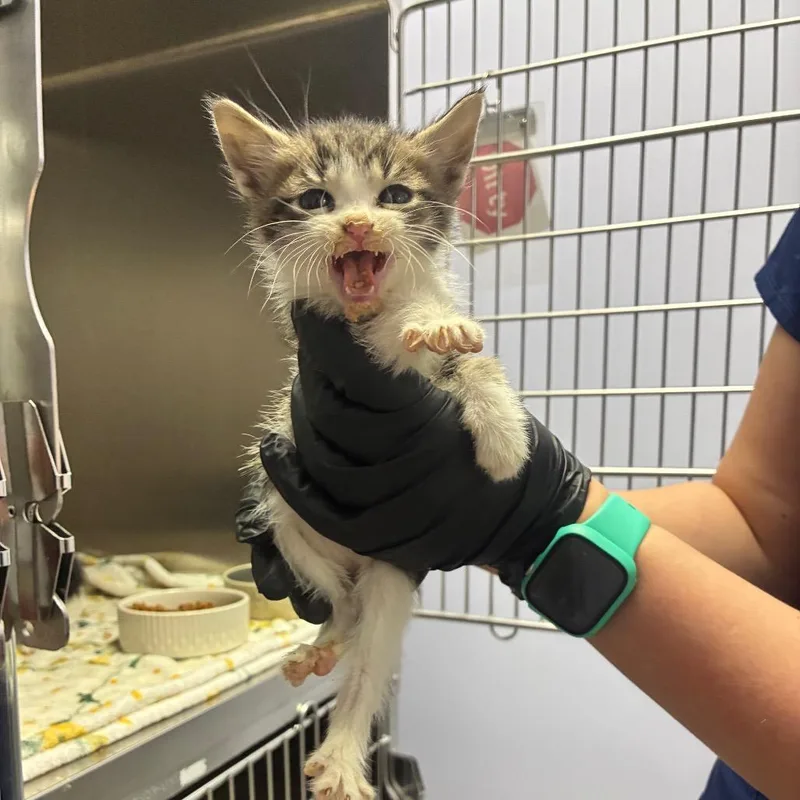 A baby small-sized male Domestic Short Hair cat named Timber for adoption in Portage, MI