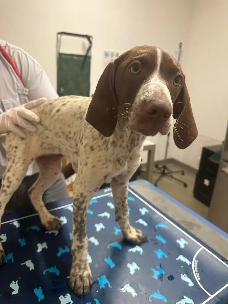 A baby medium-sized female German Shorthaired Pointer dog named Ziggy for adoption in Hyde Park, NY