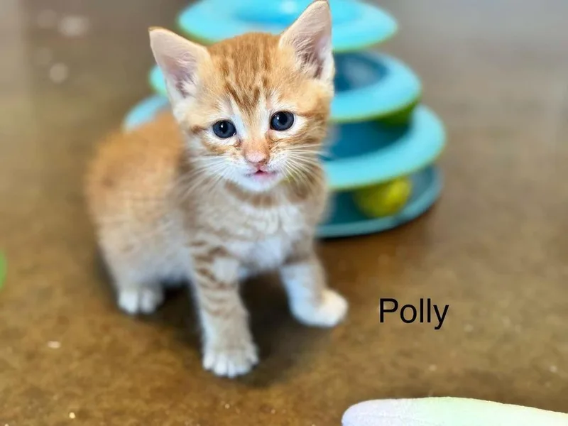 A baby medium-sized female Tabby (Orange / Red) Domestic Short Hair cat named Polly for adoption in Emerald Isle, NC