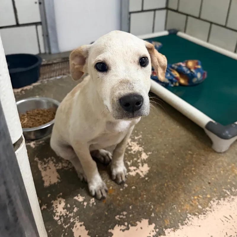 A baby small-sized male Yellow Labrador Retriever dog named Ralph for adoption in Starkville, MS